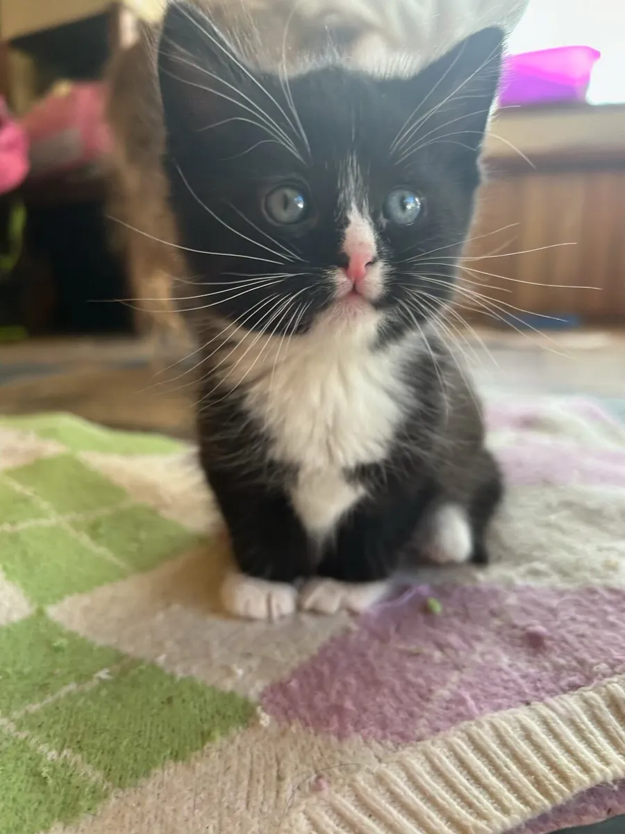 Fluffy and friendly kittens 🐈‍⬛ for sale - Image 1