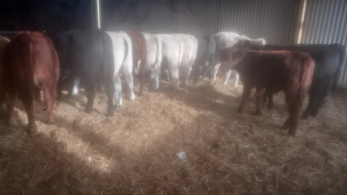 Suckler bred weanlings - Image 2