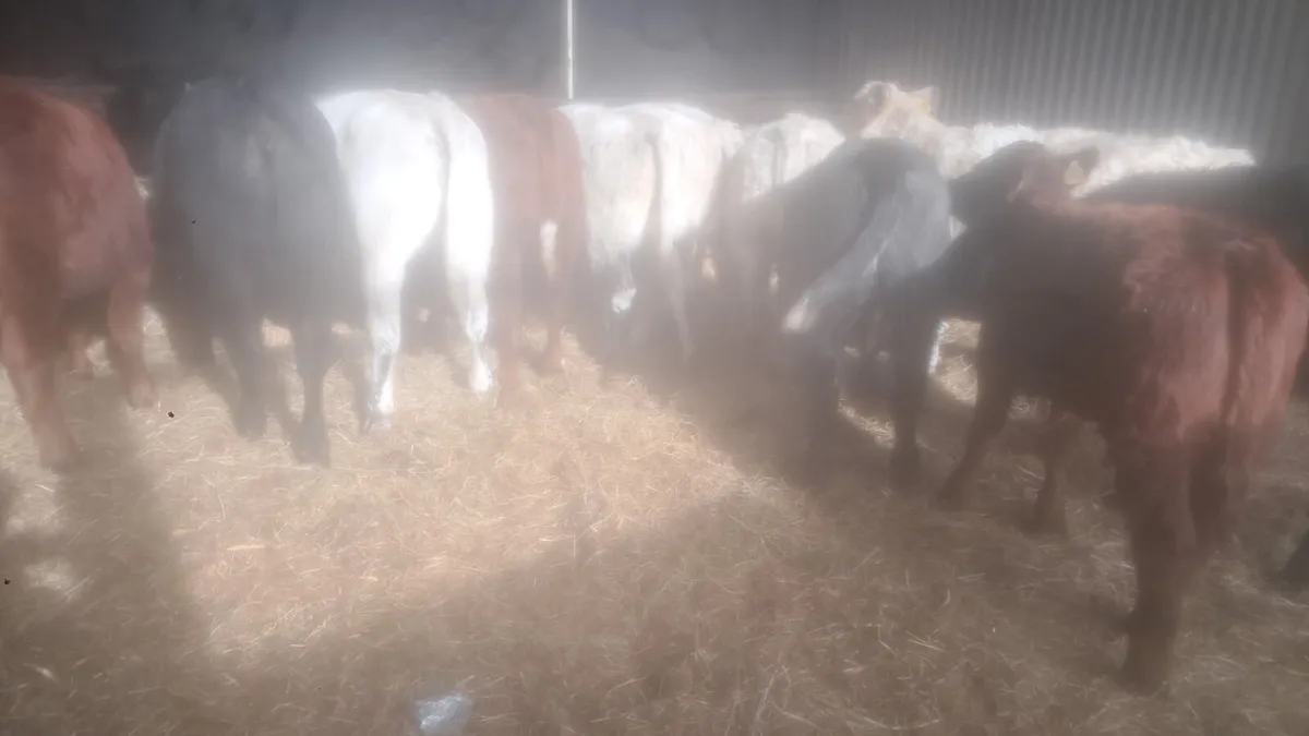Suckler bred weanlings - Image 4