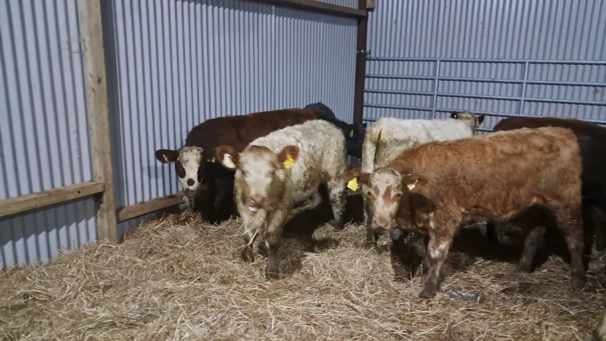 Suckler bred weanlings - Image 1