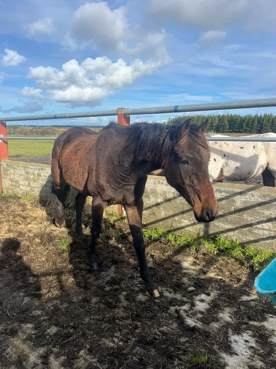 Riding Horse for Sale - Image 1