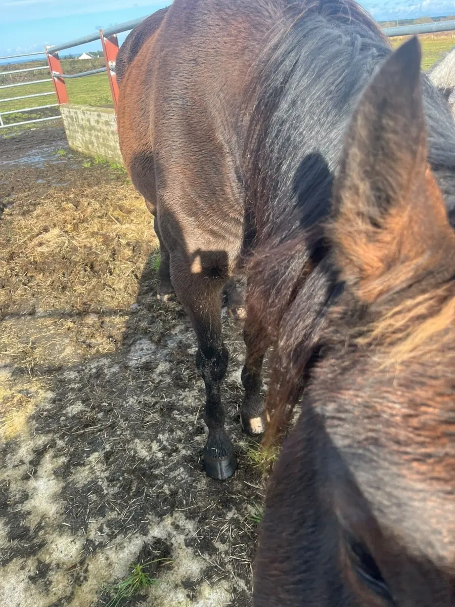 Riding Horse for Sale - Image 2
