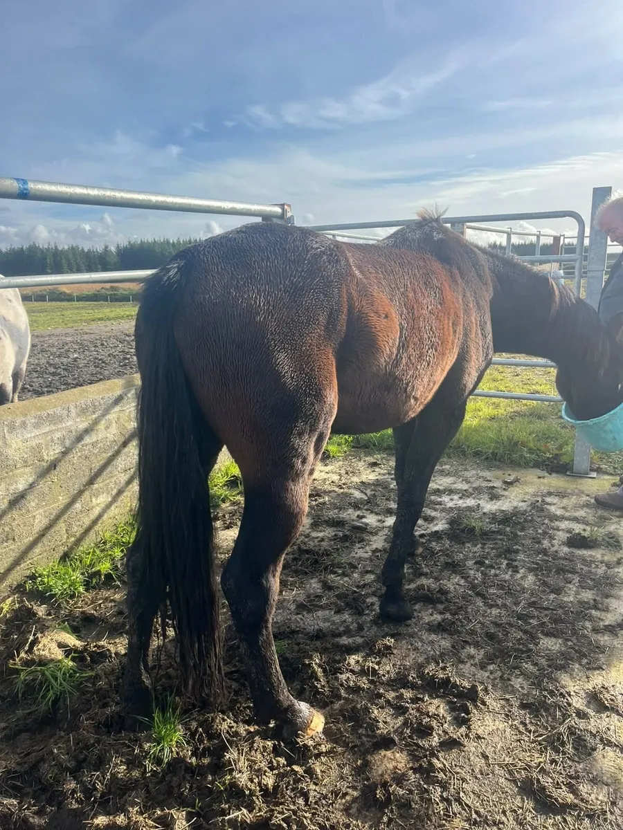 Riding Horse for Sale - Image 3