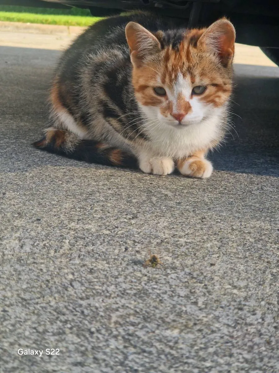 Kittens - Image 1