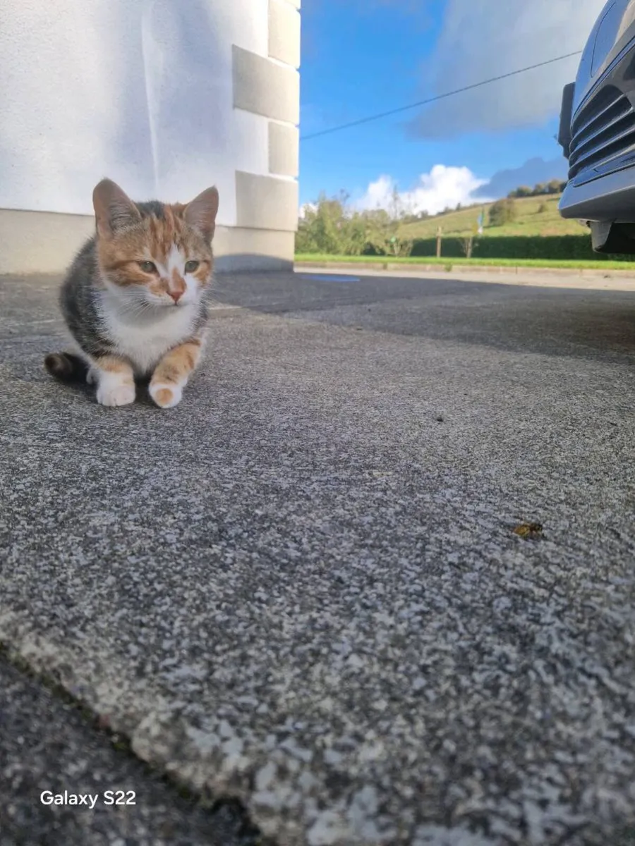 Kittens - Image 2