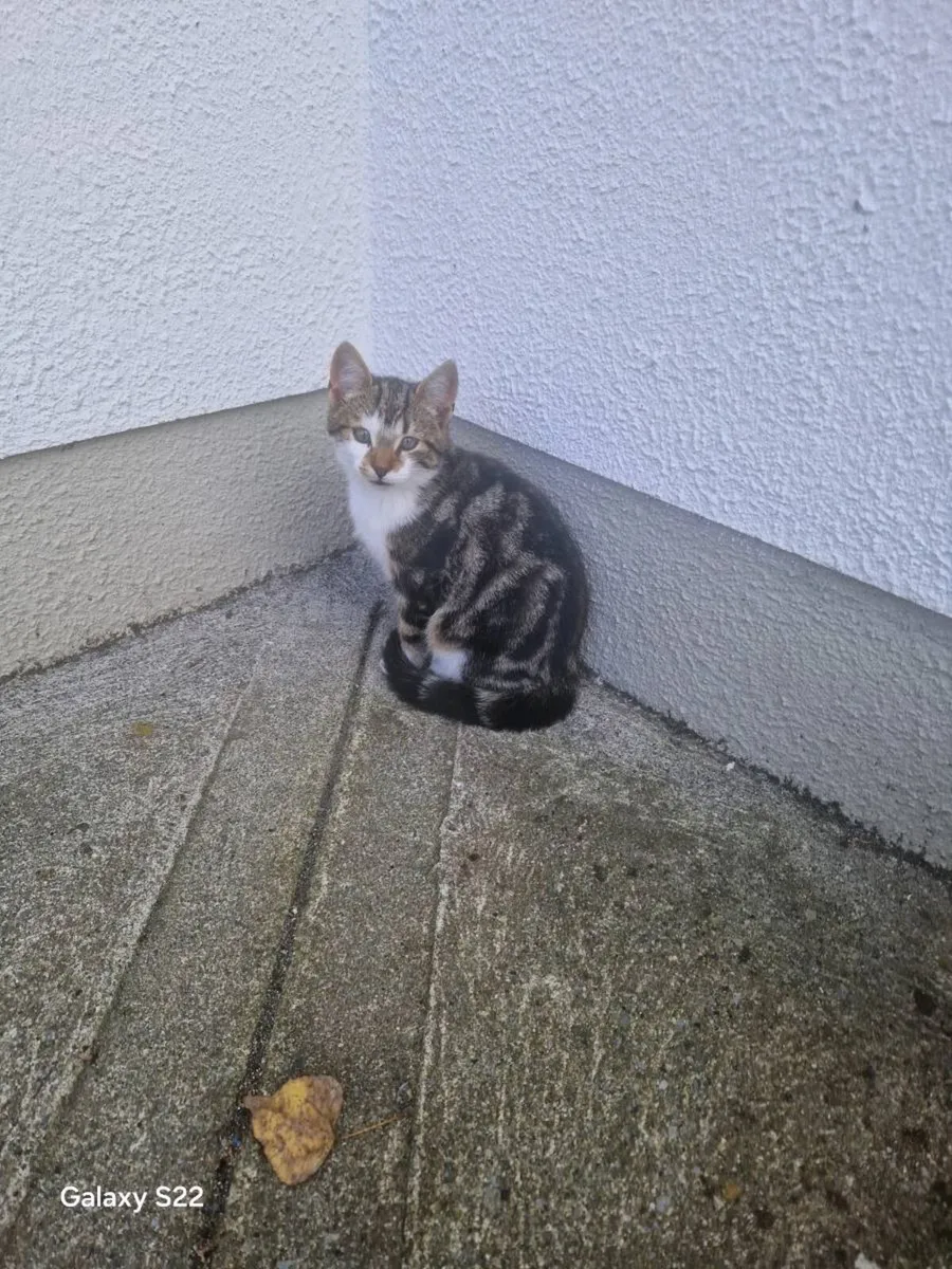 Kittens - Image 3
