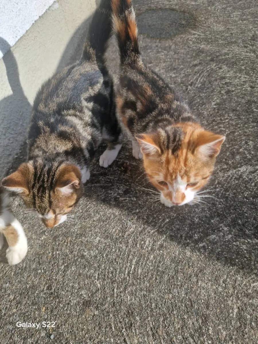 Kittens - Image 4