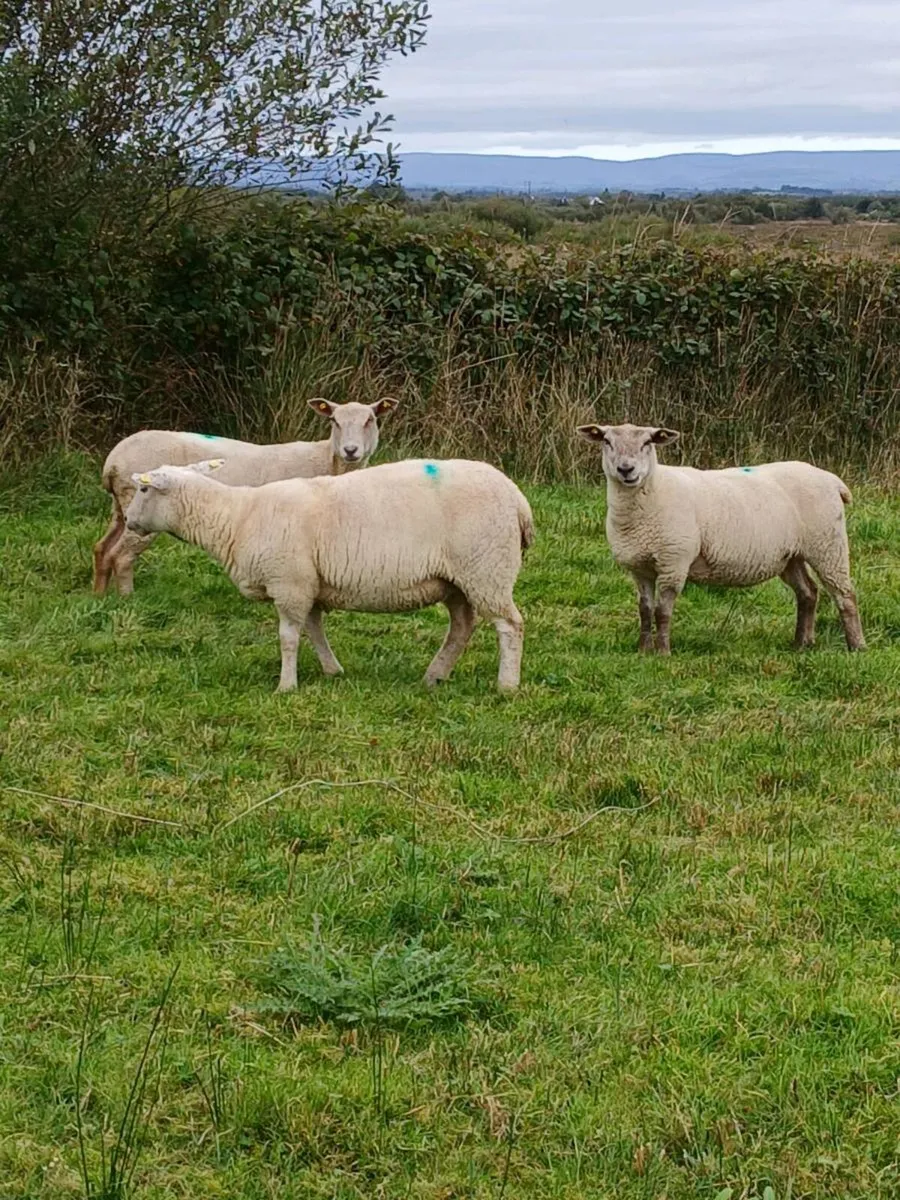 Hogget - Image 1