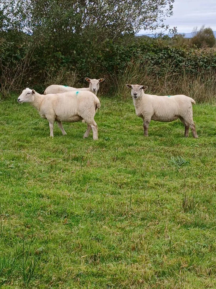 Hogget - Image 2