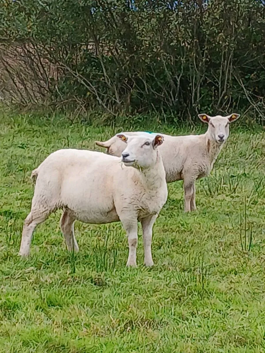 Hogget - Image 3