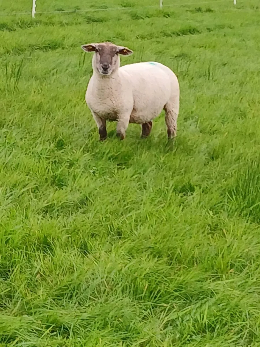 Hogget - Image 4