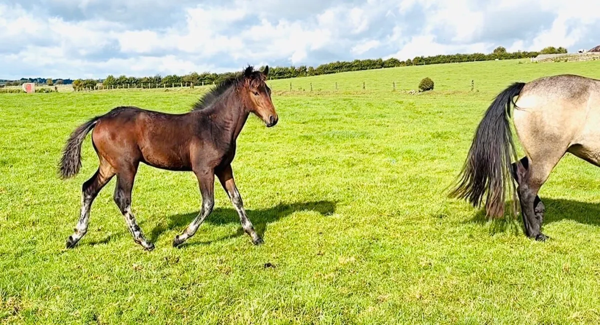 Connemara colt foal #588 Clifden Saturday - Image 1