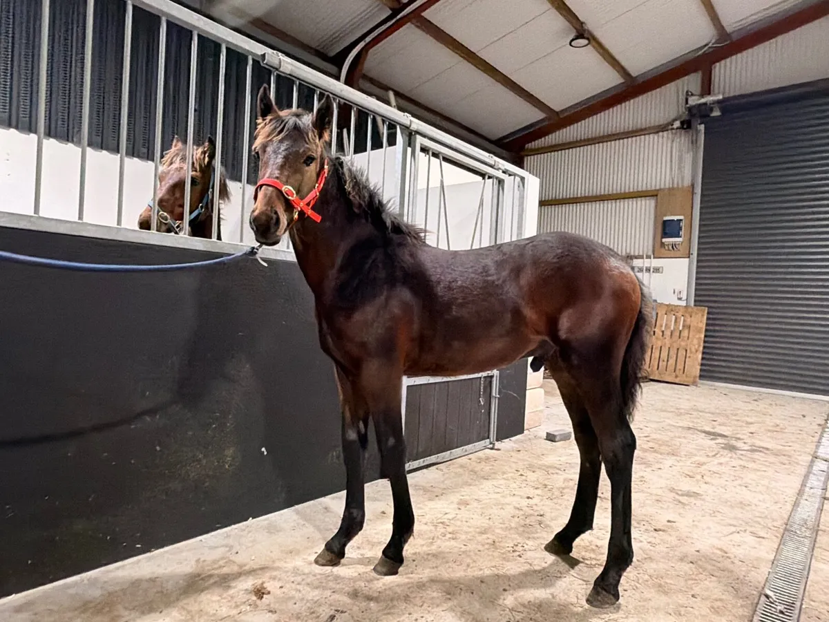 Connemara colt foal #588 Clifden Saturday - Image 3