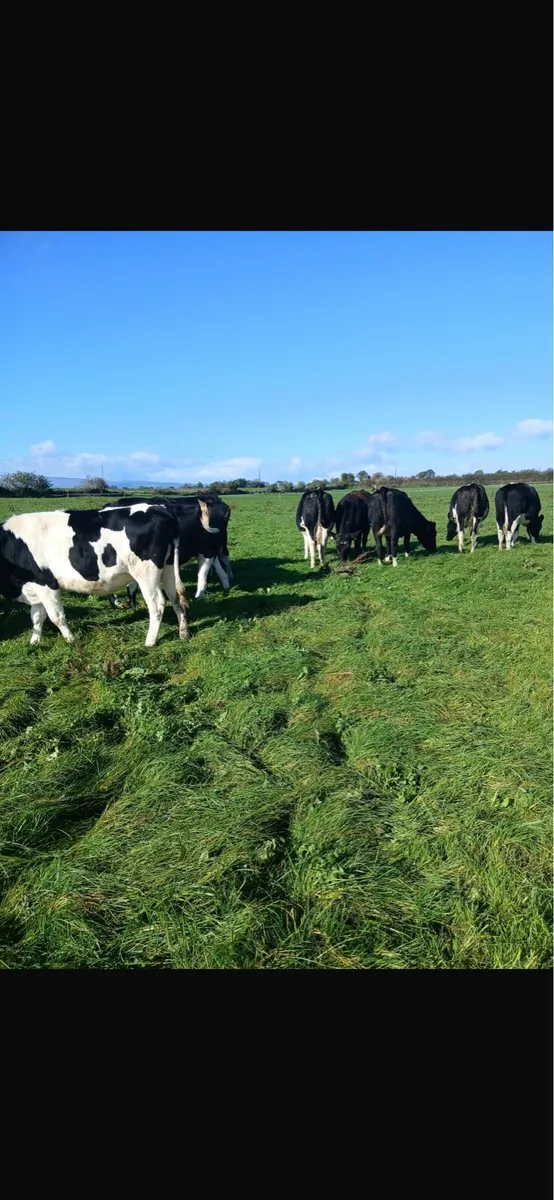 In calf Pedigree Friesian heifers - Image 3