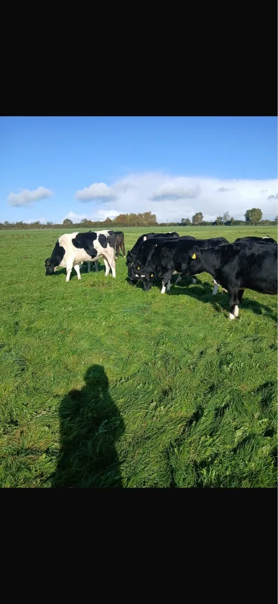 In calf Pedigree Friesian heifers - Image 4