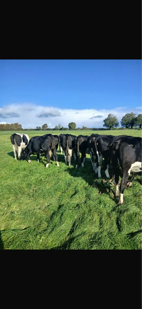 In calf Pedigree Friesian heifers - Image 1