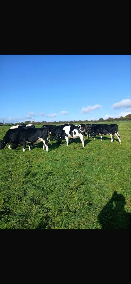In calf Pedigree Friesian heifers - Image 2