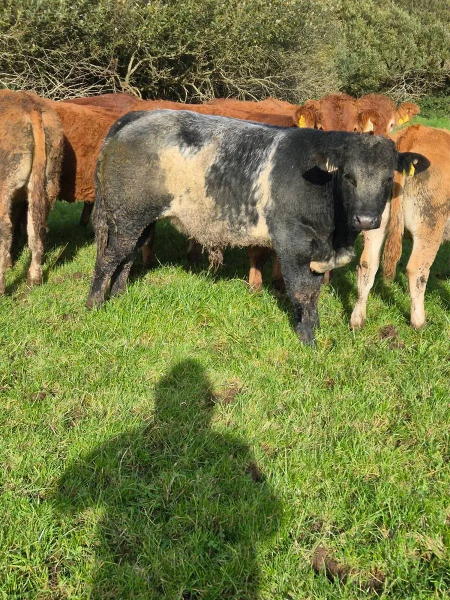 8 Fully Organic Bull weanlings - Image 1