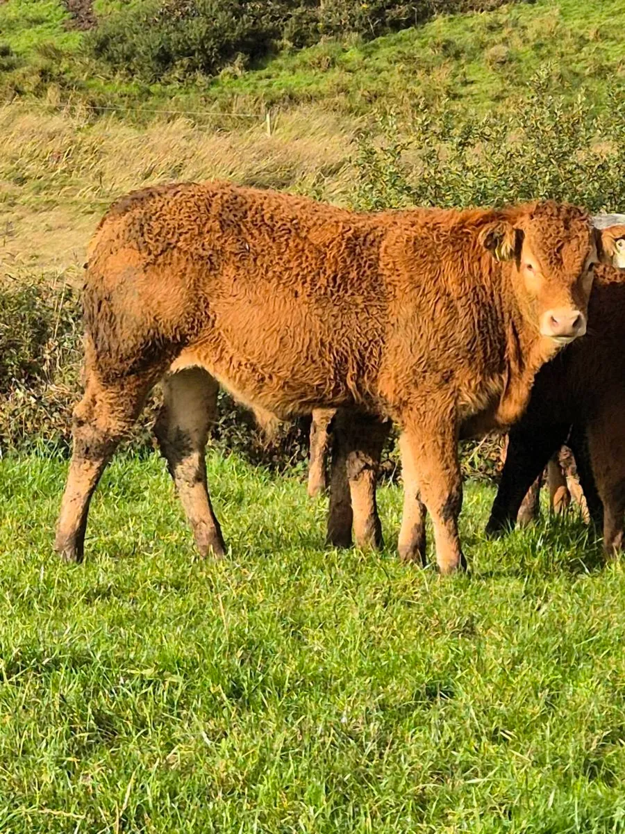 8 Fully Organic Bull weanlings - Image 2