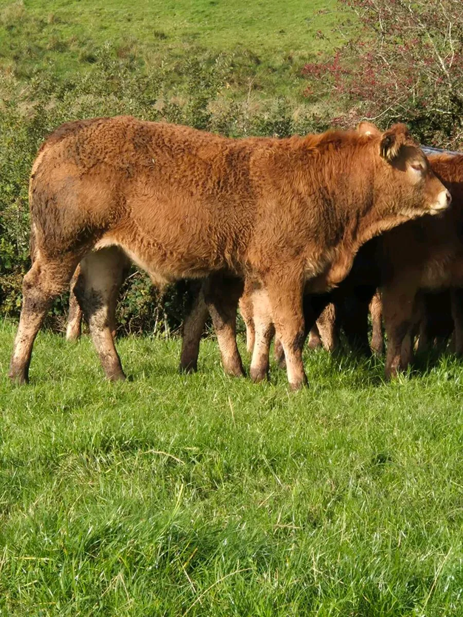 8 Fully Organic Bull weanlings - Image 3