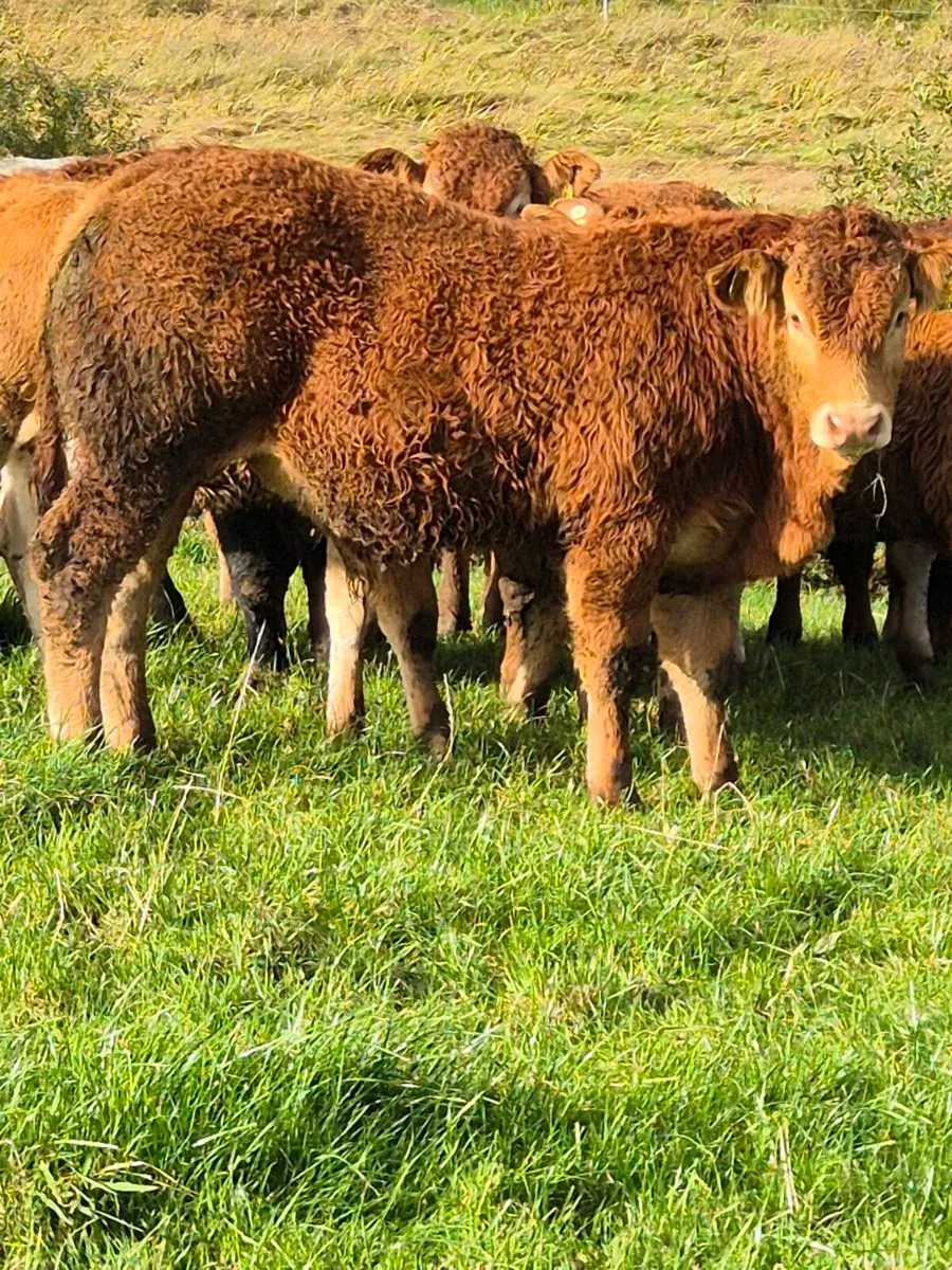 8 Fully Organic Bull weanlings - Image 4