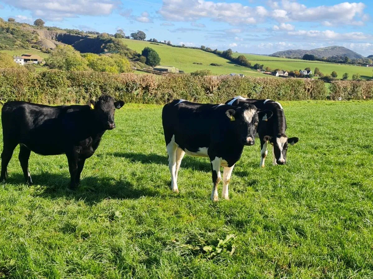 Fr Incalf Heifers - Image 2