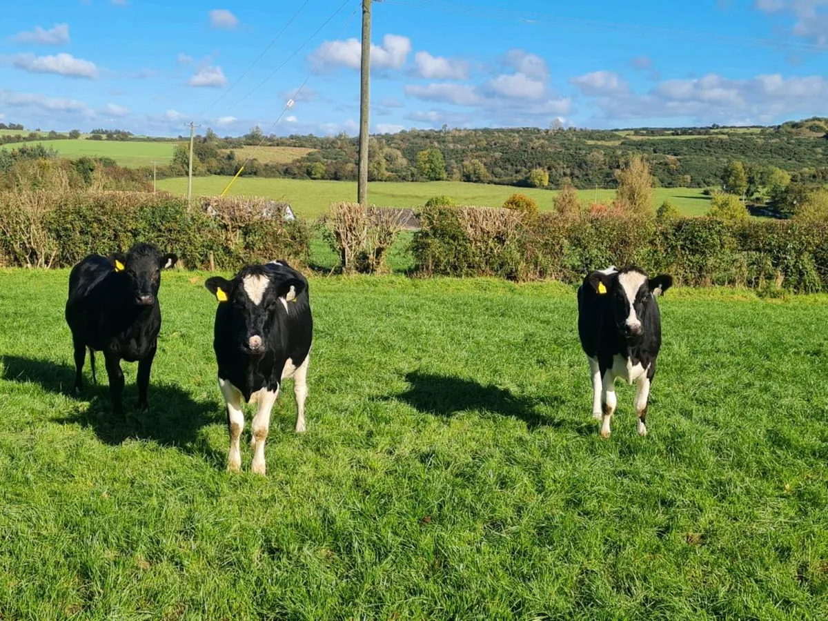 Fr Incalf Heifers - Image 1