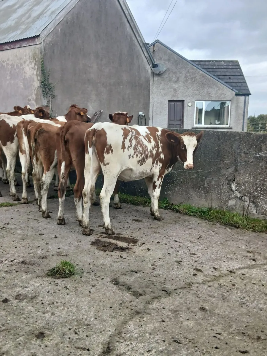 In calf pedigree  hefiers - Image 1