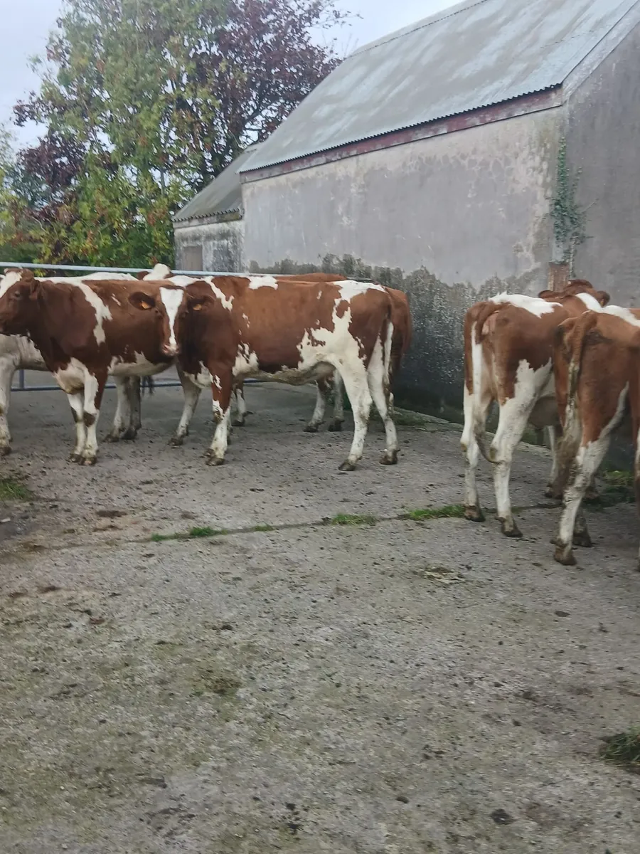 In calf pedigree  hefiers - Image 2