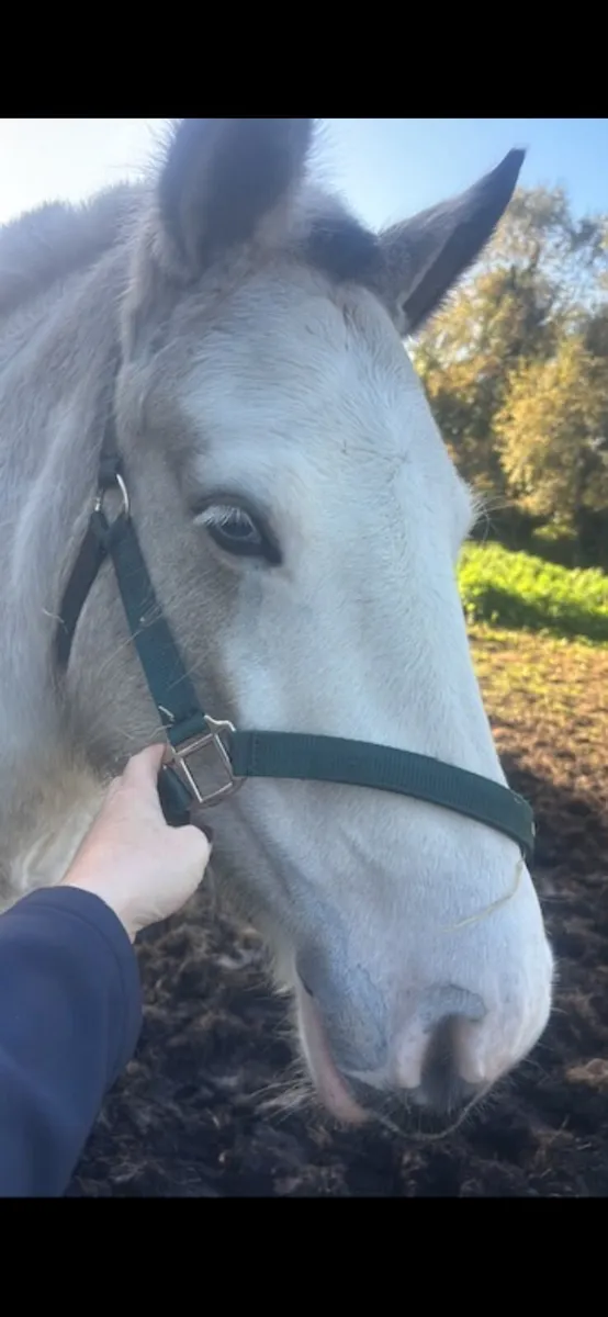 Cob mare - Image 2