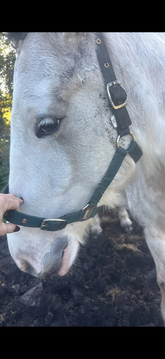 Cob mare - Image 3