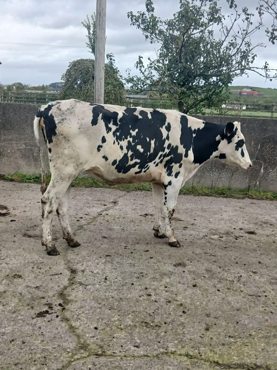 In calf pedigree  hefiers - Image 3