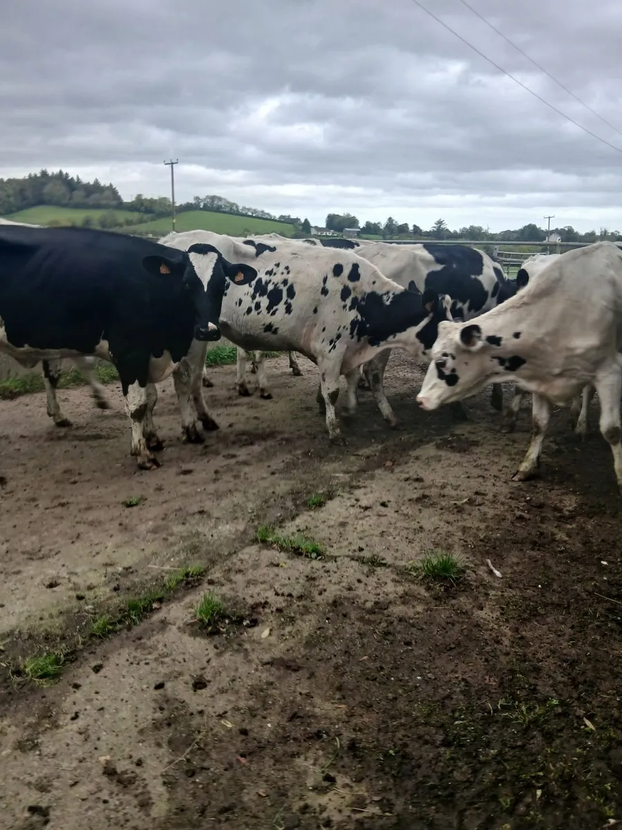 In calf pedigree  hefiers - Image 4