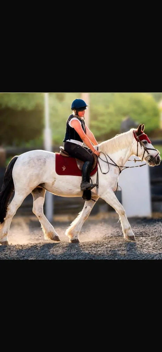 Cob mare - Image 1