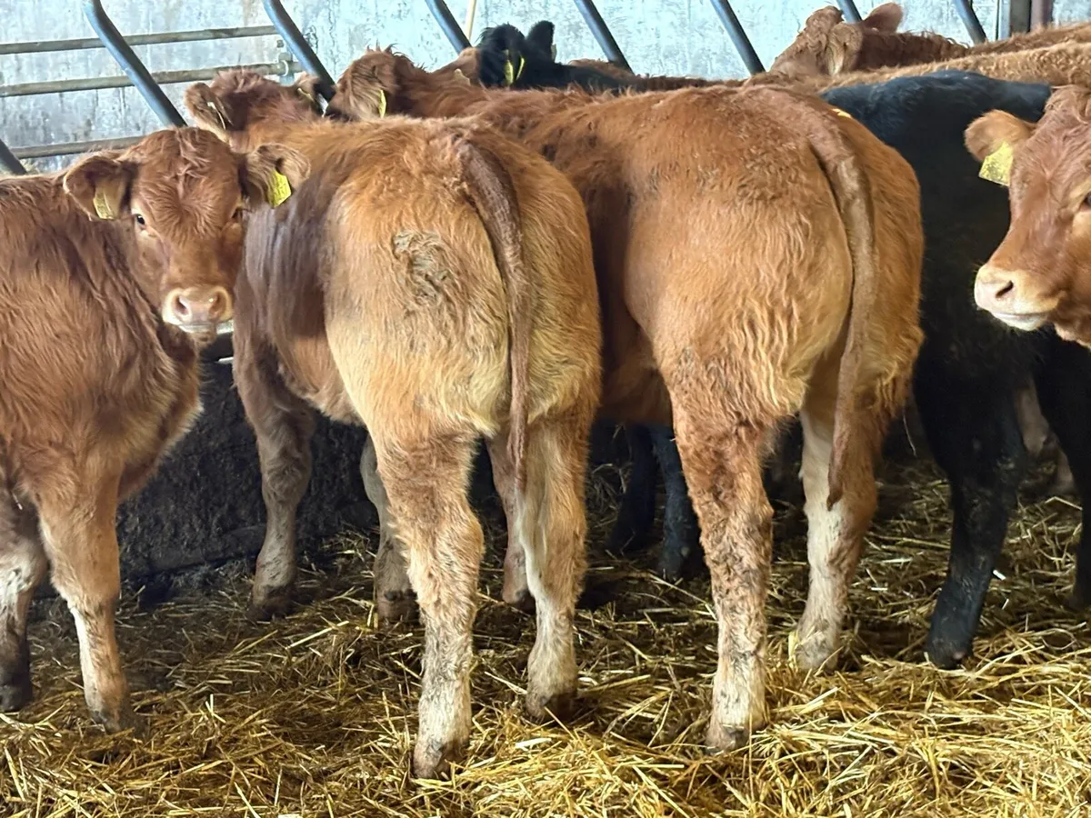 20 super limousine heifer weanlings - Image 4