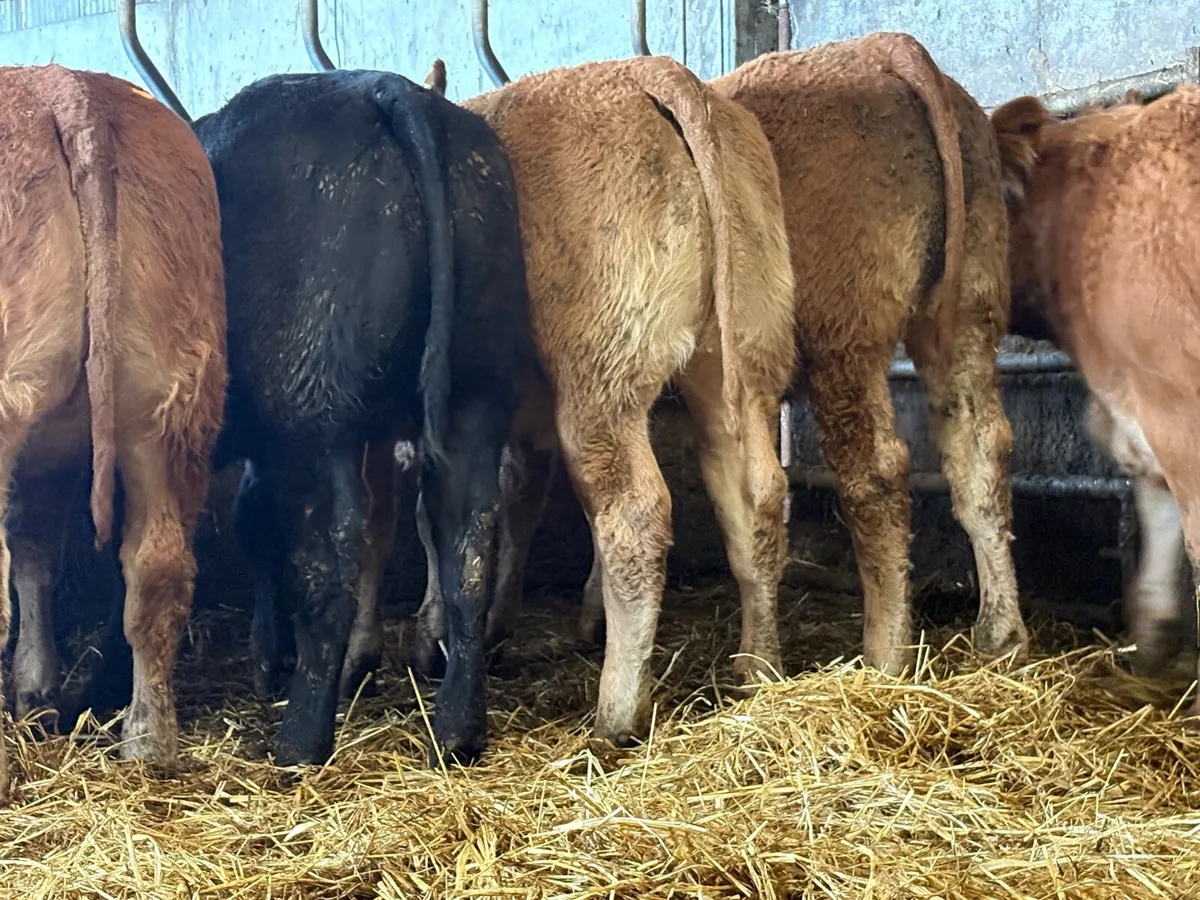 20 super limousine heifer weanlings - Image 1