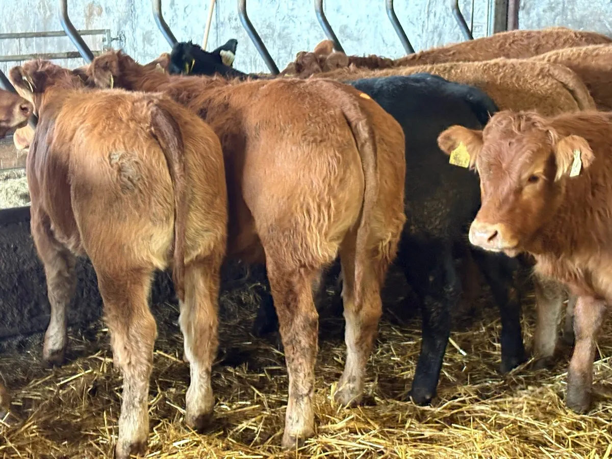20 super limousine heifer weanlings - Image 2