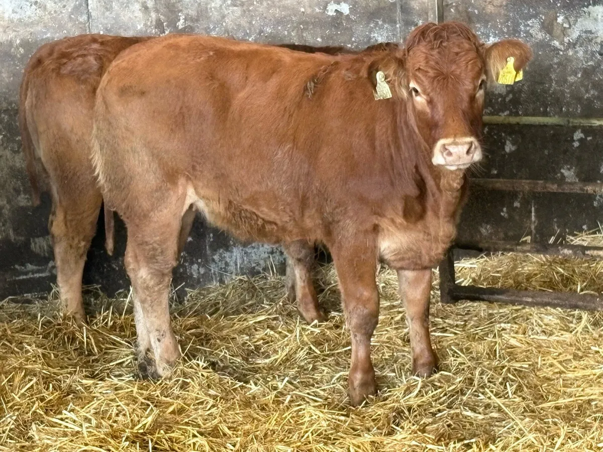 20 super limousine heifer weanlings - Image 3