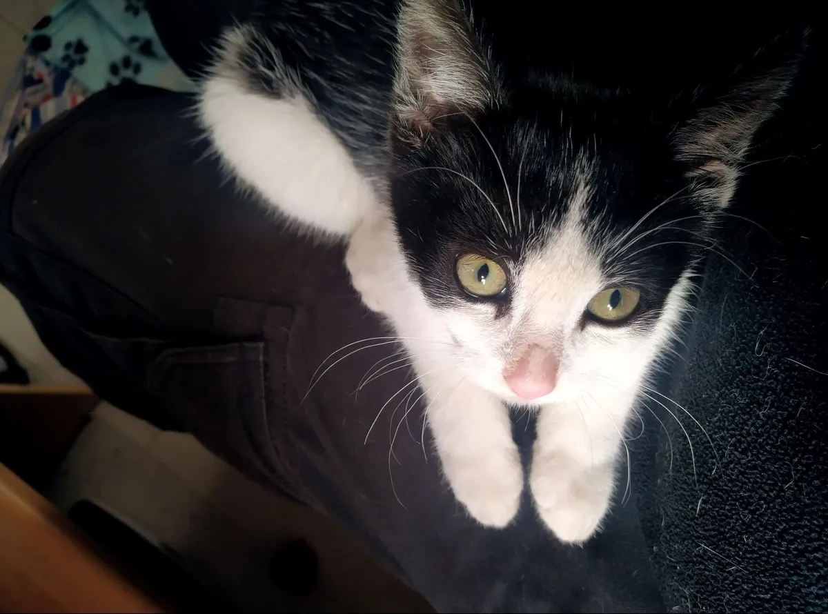 Kitten for adoption - Image 1