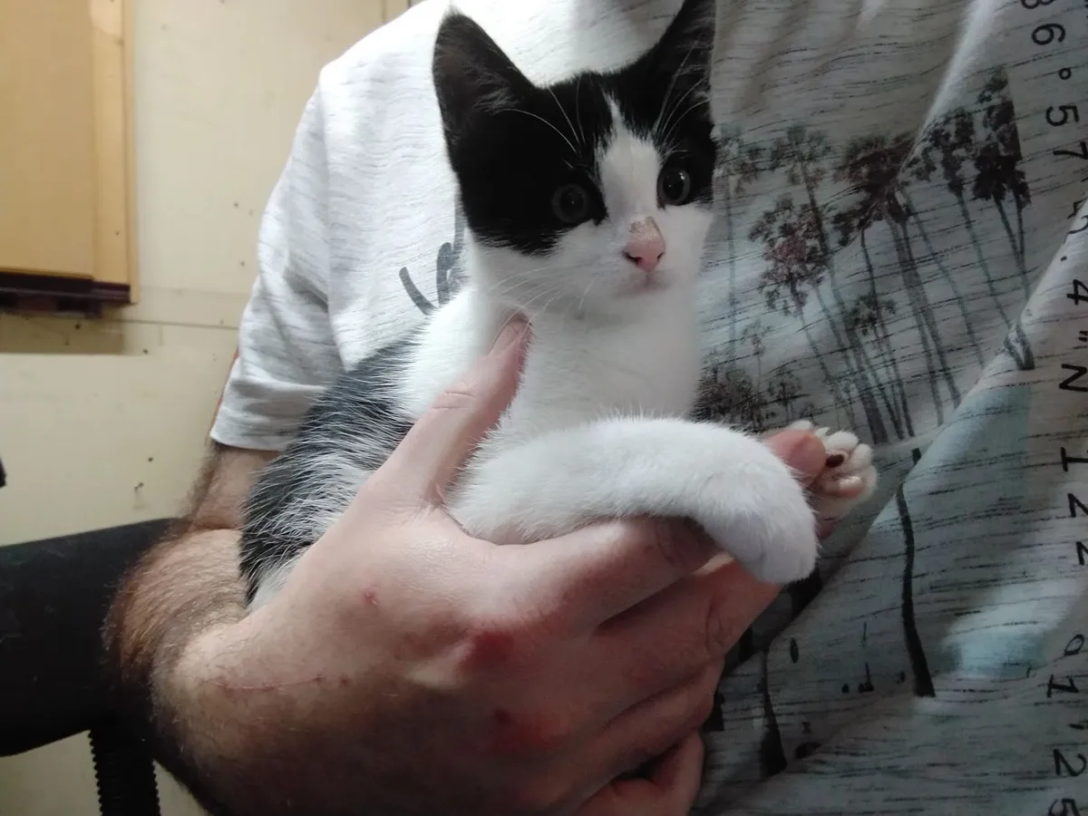 Kitten for adoption - Image 2