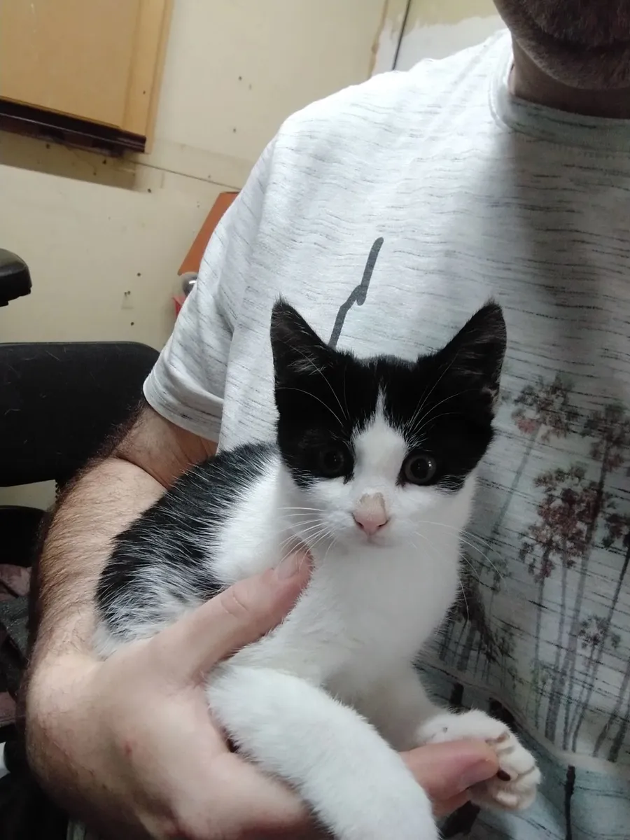 Kitten for adoption - Image 3