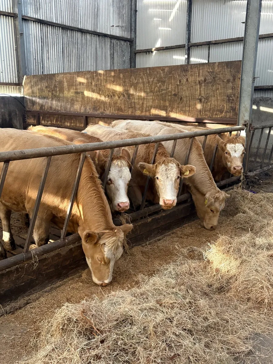 quality heifers - Image 2