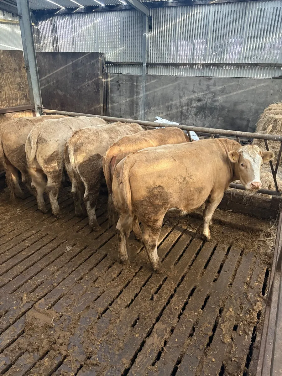 quality heifers - Image 3