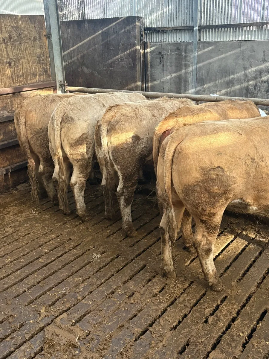 quality heifers - Image 1