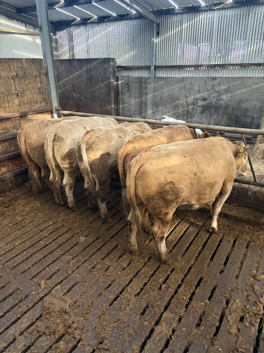 quality heifers - Image 4