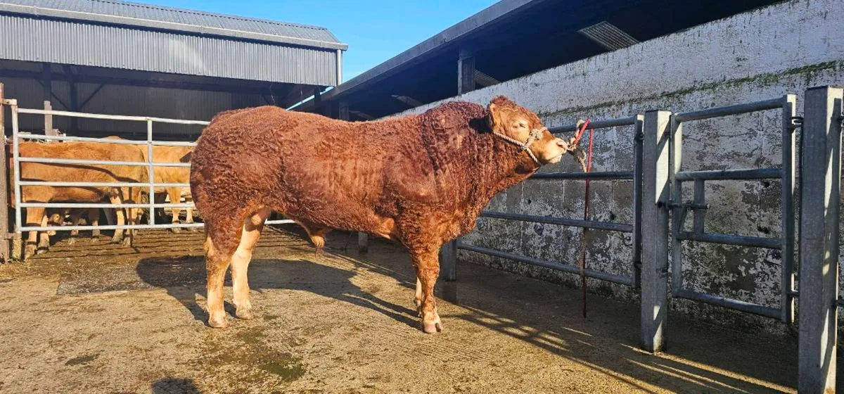 Limousin Bull for Carrick Friday 23rd - Image 1