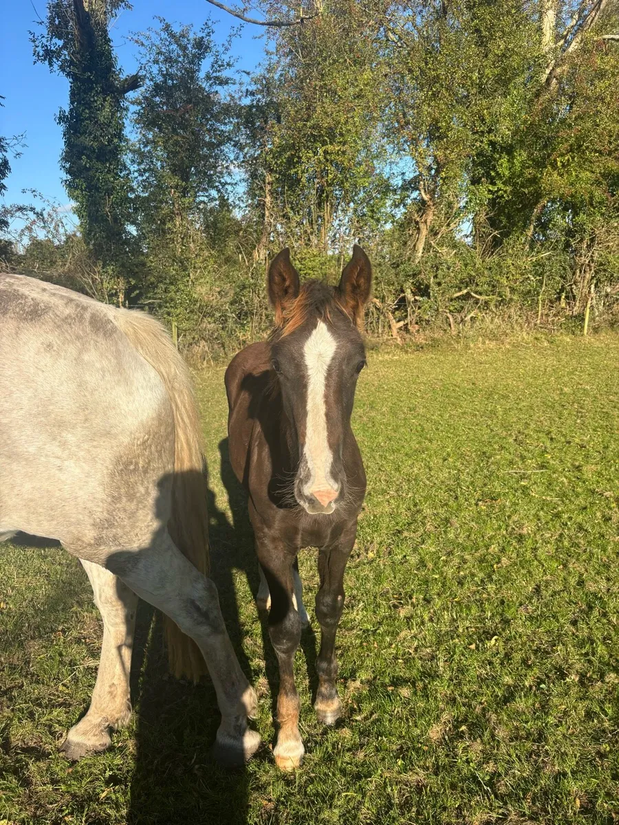 Irish Draught foals - Image 4