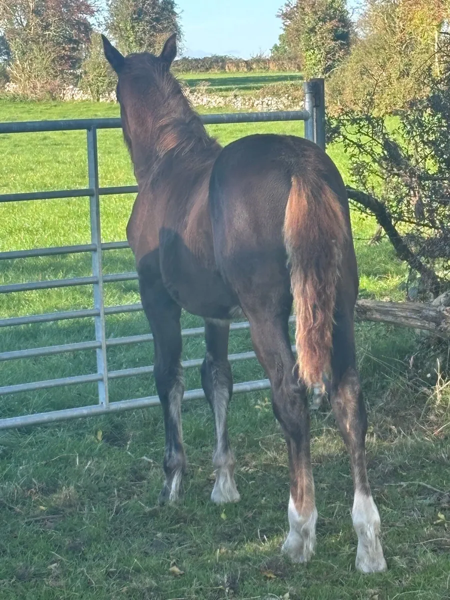 Irish Draught foals - Image 1