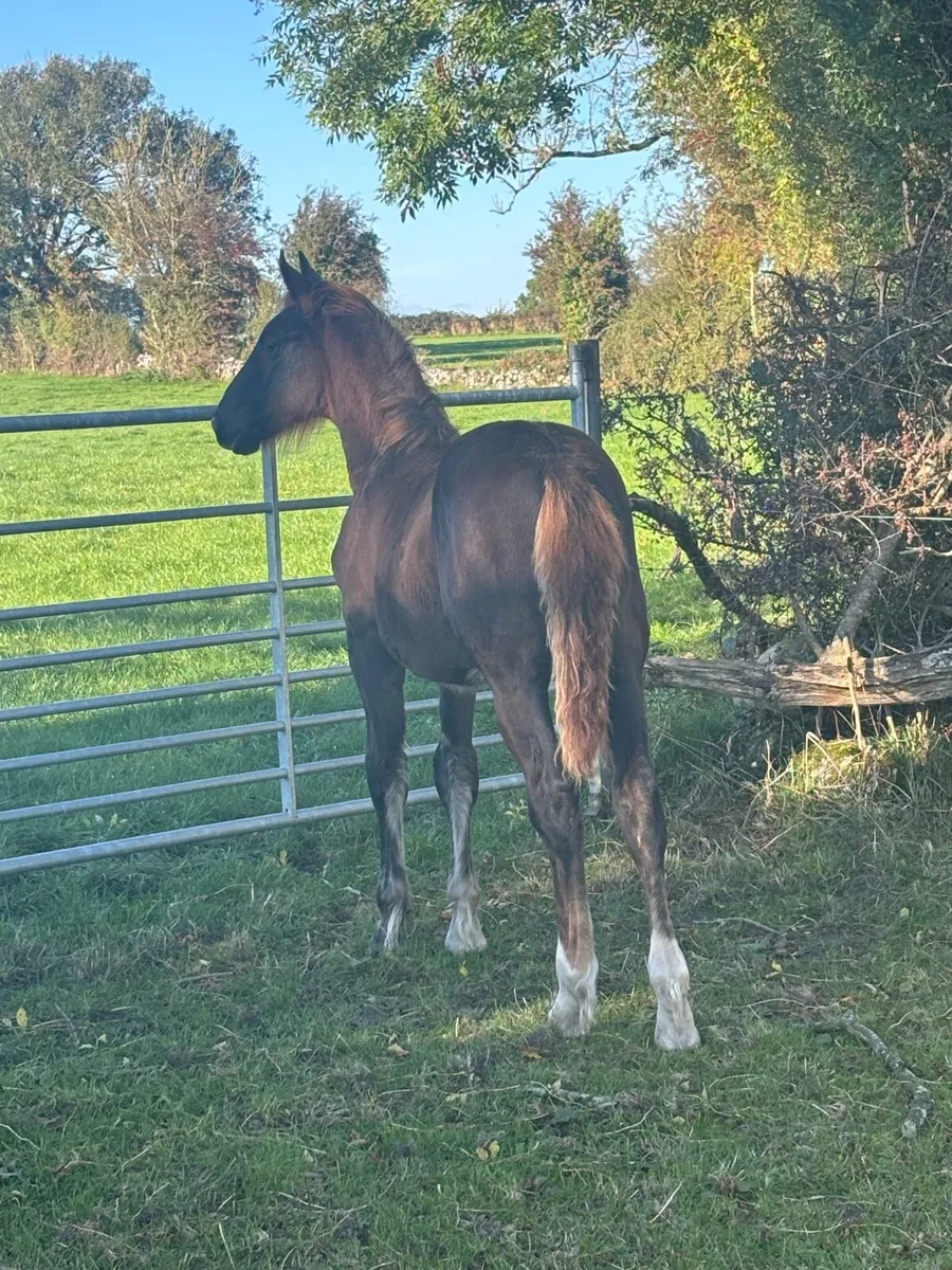 Irish Draught foals - Image 2