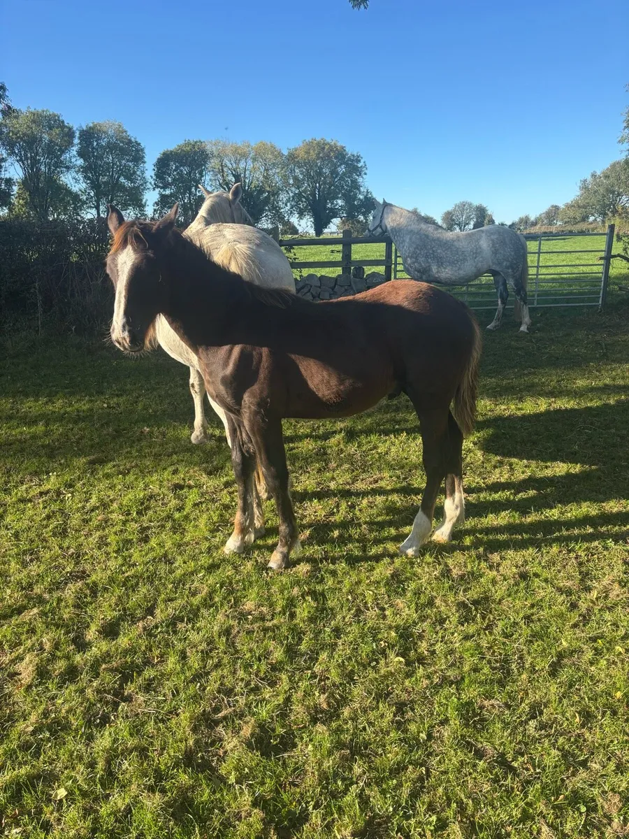 Irish Draught foals - Image 3